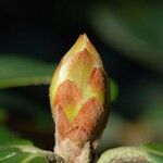 Rhododendron beanianum Egyéb