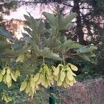 Acer pseudoplatanusЛист