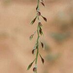 Leptothrium senegalense 花