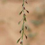 Leptothrium senegalense Flor