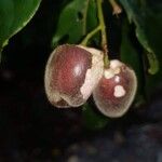 Hirtella triandra Плод