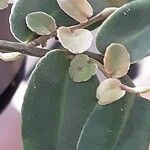 Marcgravia umbellata Hoja