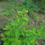 Hypericum mutilum Leaf