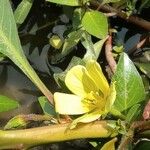 Ludwigia adscendens Blüte