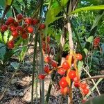 Chamaedorea microspadix Fruit