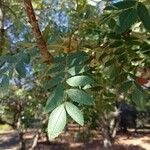 Sorbus domestica برگ