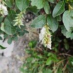 Salix pyrenaica Flower