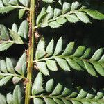Polystichum x bicknellii 葉