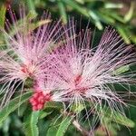 Calliandra brevipes Flor