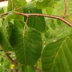 Betula maximowicziana 葉
