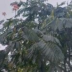 Albizia julibrissin Feuille