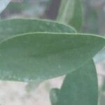 Simmondsia chinensis Φύλλο