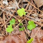 Bowlesia incanaFolla