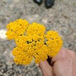 Achillea ageratum Flor