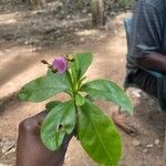 Talinum fruticosum Leaf