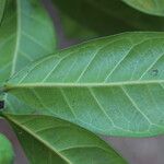 Ficus cyathistipula Blatt