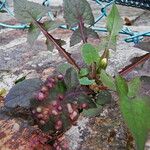 Sonchus oleraceus Habit
