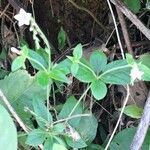 Spigelia humboldtiana Habit