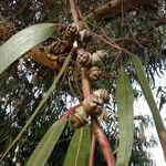 Eucalyptus globulus ফল