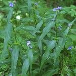 Tradescantia subaspera Hábitos