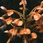 Platanthera ciliaris Kukka