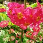 Primula rosea 花