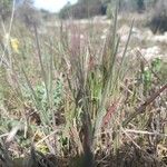 Bromus rubens Fruit