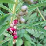 Polygonatum verticillatum 果実