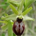 Ophrys arachnitiformis മറ്റ്