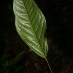 Poecilanthe hostmannii Hoja