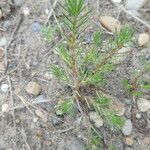 Polycnemum majus Likasa