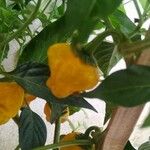 Capsicum baccatum Плід