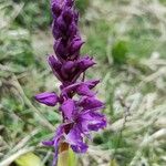 Orchis masculaÕis