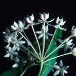 Asclepias quadrifolia Flor