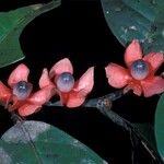 Heisteria cauliflora Fruit