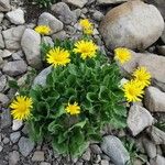 Doronicum grandiflorumFlor