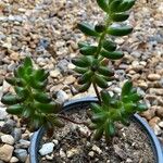 Sedum × rubrotinctum Blad