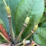 Rhododendron aureum Fruit