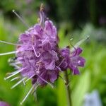 Nardostachys jatamansi Fiore