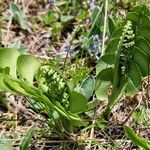 Botrychium lunaria Habit