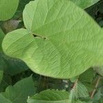 Aristolochia macrophylla Foglia