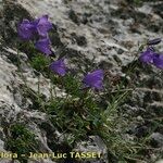 Campanula fritschii Habit