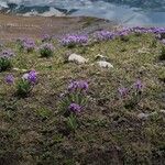 Primula macrophylla 花