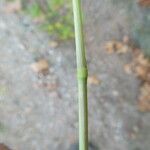 Paspalum dilatatum Bark