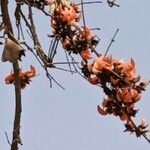 Butea monosperma Floare