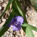 Tradescantia virginiana Habitus