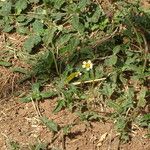 Tridax procumbens Blomma