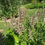 Acanthus hungaricusᱵᱟᱦᱟ