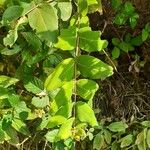 Hypericum grandifolium Lapas