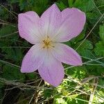 Colchicum lusitanum 花